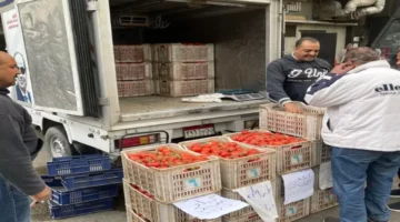 سيارات متنقلة تابعة للصناعات الغذائية تطرح الطماطم في الأسواق بأسعار مخفضة للمواطنين